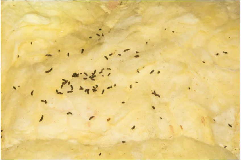How to Keep Your Jacksonville Attic Insulation Safe from Pests?