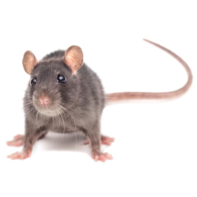 Will Spray Foam Keep Mice Out Of Your Home?
