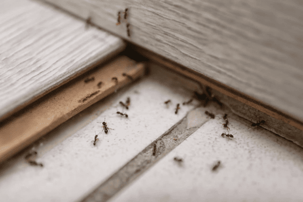 Does Insulation Help Keep Pests Out?